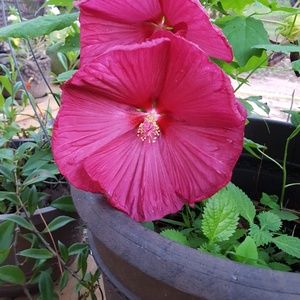 Meet your Posher, Patricia